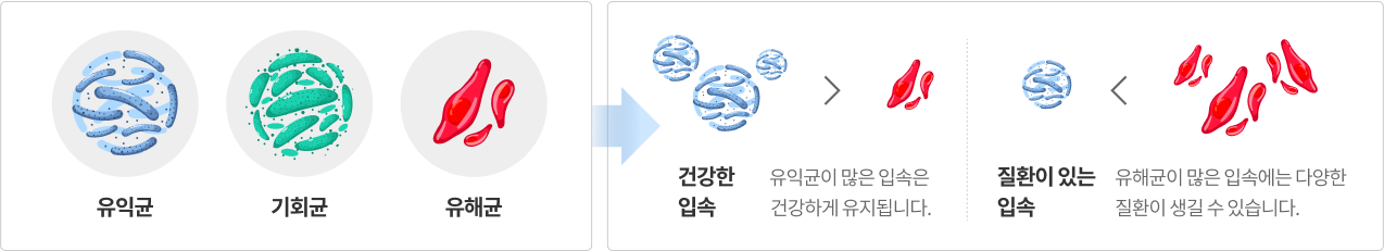 구강유해균과 다양한 질환 그림설명